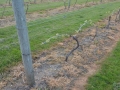 1613 Mt Lehman Winery