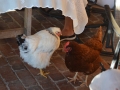 1557 2016 09 10 Corn Roast